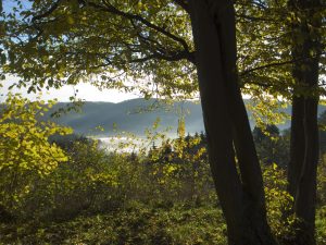 Paysage des Vosges du Nord